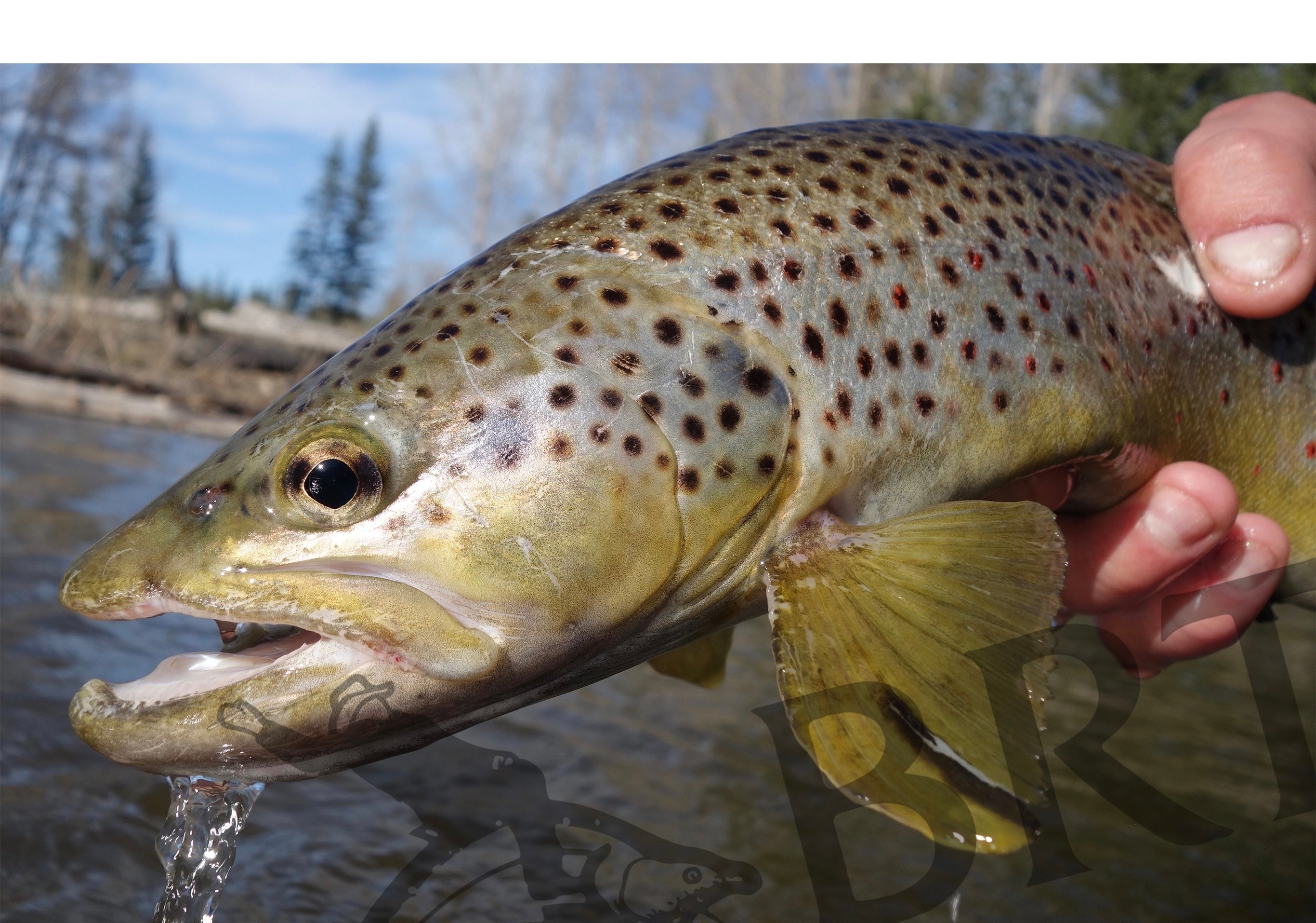 Tips For Spring Brown Trout – Bow River Troutfitters