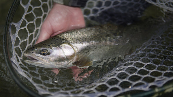 Fishing Report - August 20th, 2021