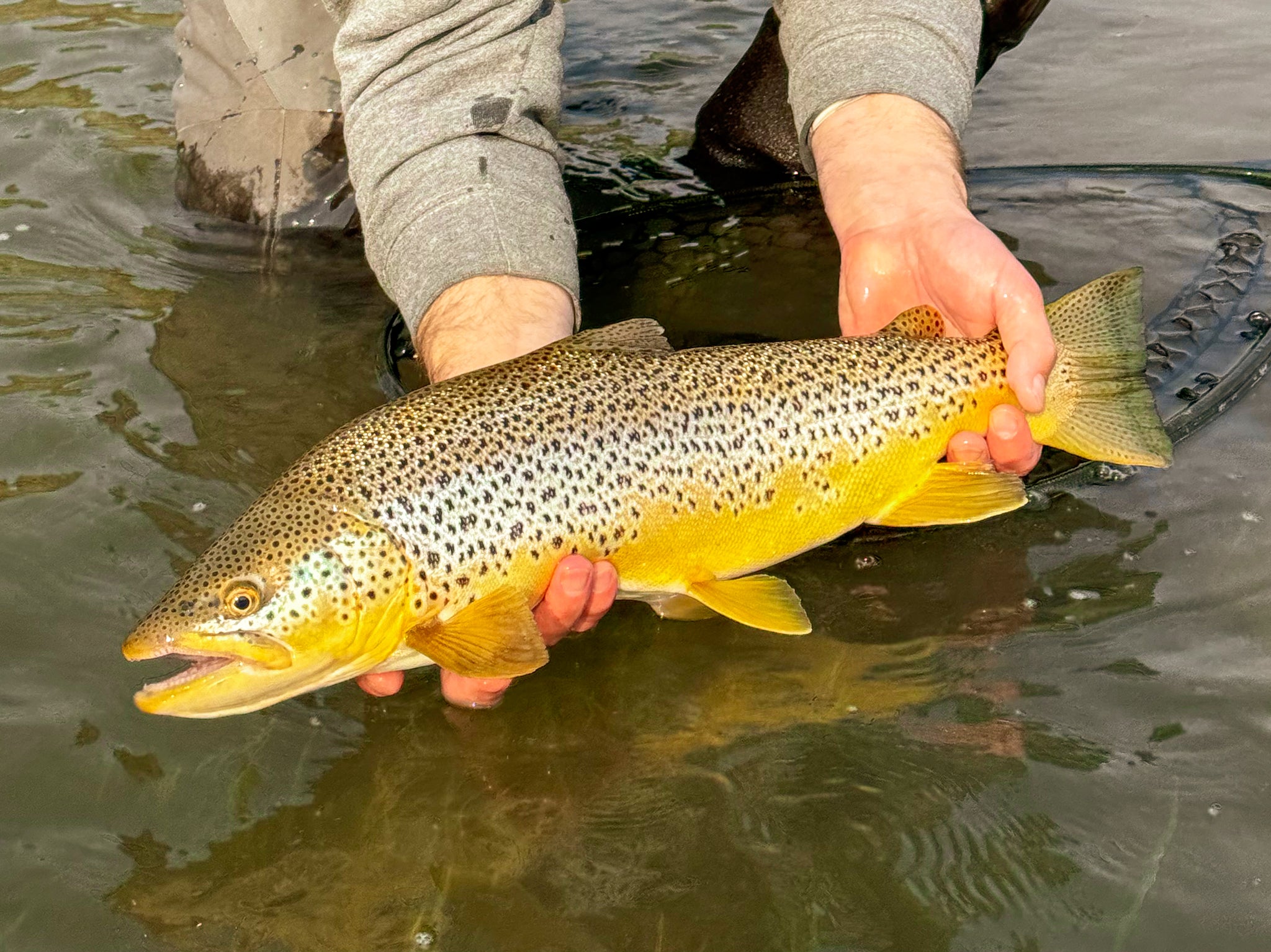 Fishing Report - Summer – Bow River Troutfitters