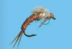 BH Bubble Back Emerger