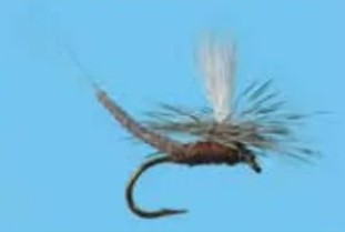 Extended Body Mayfly