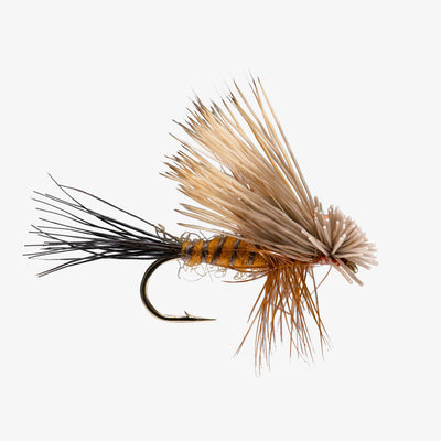 RIO's Hairwing Drake