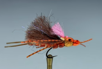 Seamstress Stonefly