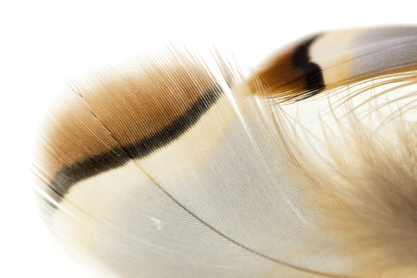 Wapsi Chukar Feathers